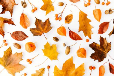 sonbahar yaprakları ve dalları üzerinde beyaz izole yukarıdan Sonbahar arka plan, düz yatırın