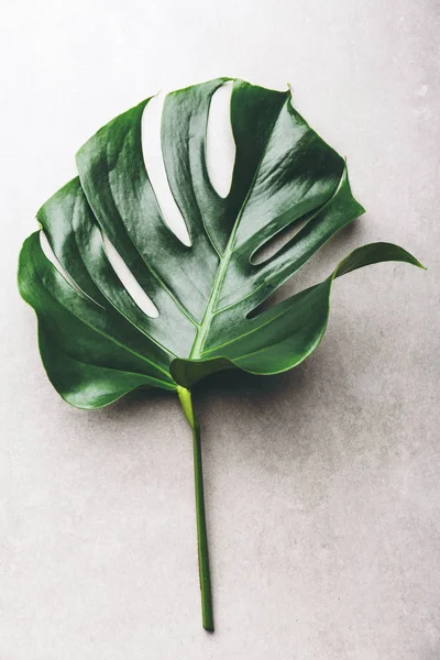 Vista Superior Hoja Monstera Sobre Fondo Blanco Concepto Moda Naturaleza — Foto de Stock