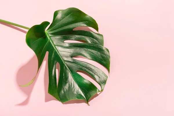 Vista Elevada Hoja Monstera Sobre Fondo Rosa Concepto Moda Naturaleza — Foto de Stock