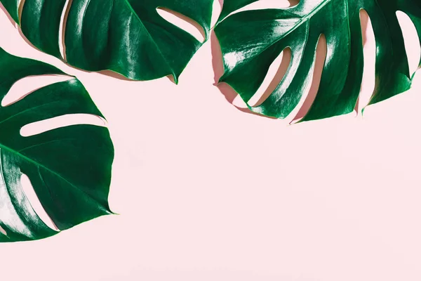 ピンクの背景にモンステラの葉のトップビュー 夏の自然ファッションのコンセプト — ストック写真