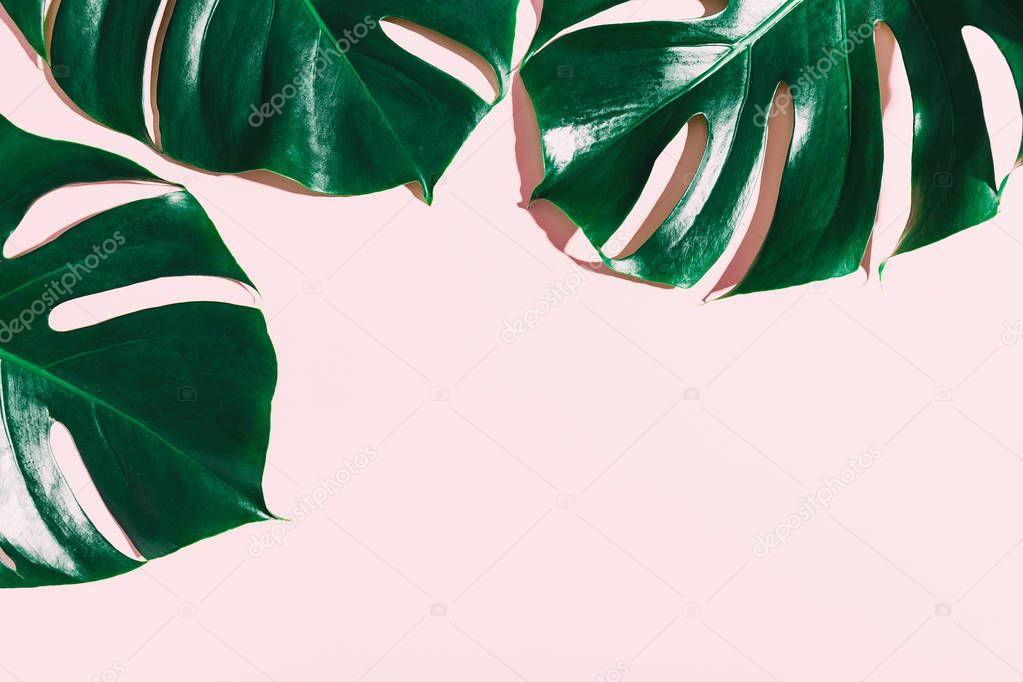 top view of Monstera leaves on pink background, Summer nature fashion concept