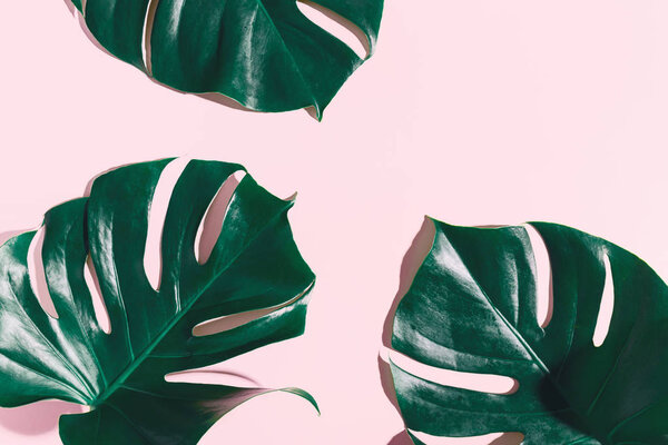 green monstera leaves on pink background