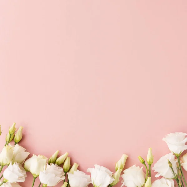 Wit Bloeiende Rozen Pastel Roze Achtergrond — Stockfoto