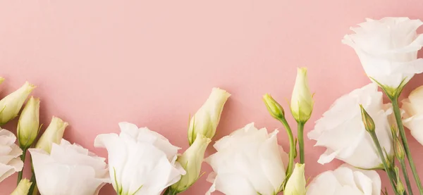 Pastel Pembe Bir Arka Plan Üzerinde Beyaz Çiçek Açan Güller — Stok fotoğraf