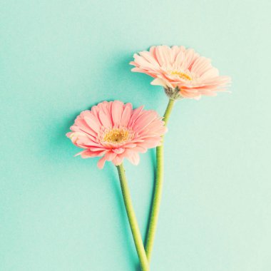 Güzel ihale bahar çiçekleri gerbera turkuaz pastel arka plan üzerinde. Bahar Easter kavramı. Kare. 