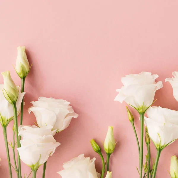 Pembe bir arka plan üzerinde beyaz çiçekler — Stok fotoğraf