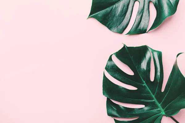 Monstera green leaves on pink