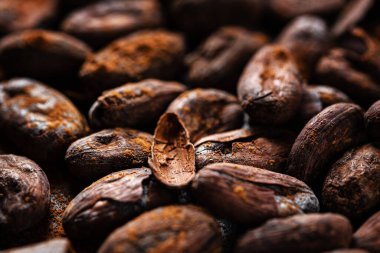 Kakao tozlu çiğ kakao fasulyesi. Yakın çekim.