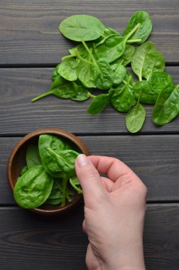 Koyu yeşil ıspanak yaprakları kişinin elinde, ahşap masa zemininin üzerinde. Vejetaryen yemek trendi. Yeşil yaşam konsepti. Üst görünüm.