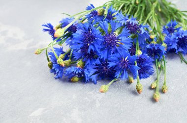 Açık gri arkaplanda taze mavi çiçek buketi.