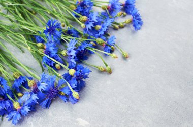 Açık gri arkaplanda taze mavi çiçek buketi.