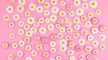 Bahar çiçekleri afişi, pembe arka planda beyaz papatyalar, üst manzara, düz uzanma.