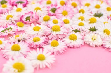 Çiçek kompozisyon geçmişi. Pembe arka planda bahar papatyası çiçekleri.