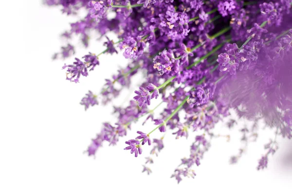 Lavender flowers on white background