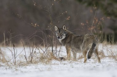 Kurt, kış, kar, hayvan