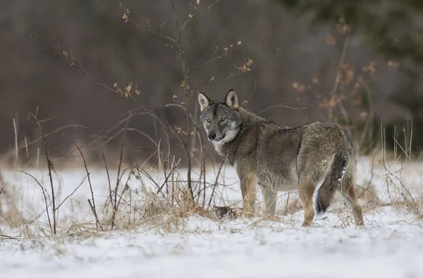 Lobo Inverno Neve Animal — Fotografia de Stock