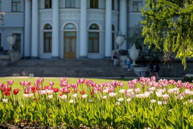 Çiçek Lale Park St. Petersburg rekreasyon içinde.