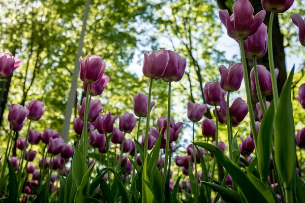 Тюльпани Квіти Відпочинковому Парк Санкт Петербурга — стокове фото