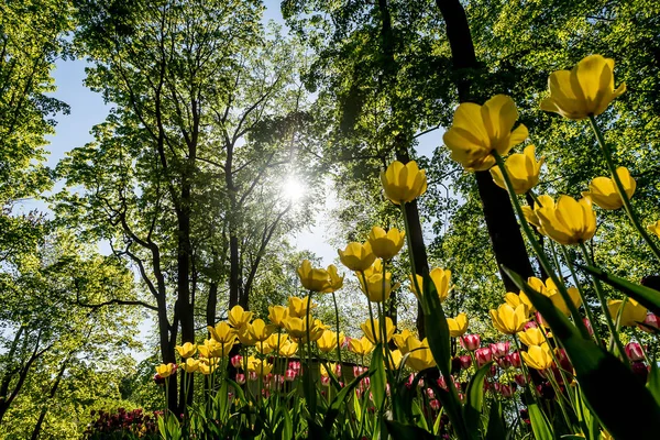 Тюльпани Квіти Відпочинковому Парк Санкт Петербурга — стокове фото