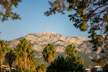 Palmiye ağacı dalı ve dağlar. Kemer City, Türkiye.