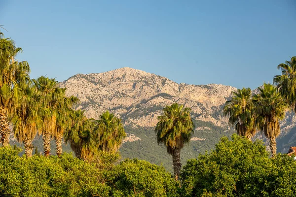 Palm tree branch and mountains. City Of Kemer, Turkey.