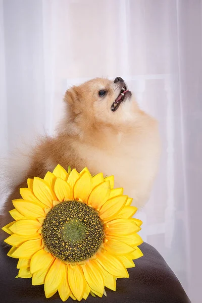 Pomeranian Una Raza Perros Domésticos Pequeños — Foto de Stock