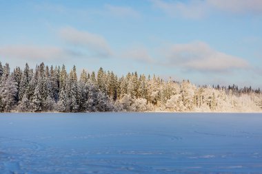 Güneşli bir günde kış ormanı.