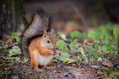 Kültür ve eğlence parkının yemyeşil kuyruklu sincap.