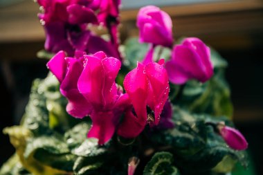 Su damlaları ile pencere üzerinde çiçek. Siklamen.