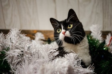 Yeni yıl için Noel ağacı oyuncaklar. Noel oyuncaklar ve siyah bir kedi. Yeni yıl.