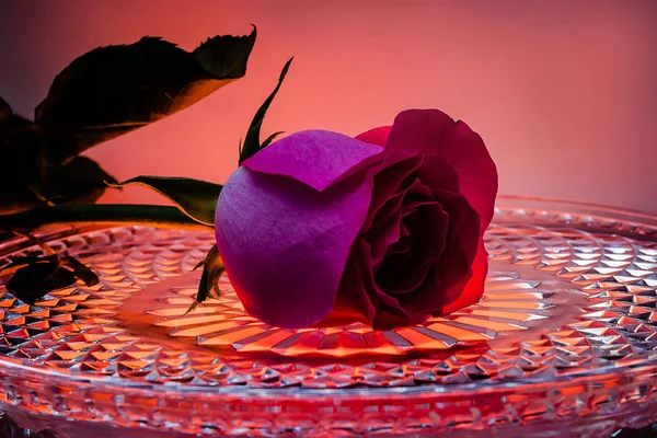 Czerwona Róża Tacy Kryształ Kropelek Wody Kwiat Miłości Kwiatek Stole — Zdjęcie stockowe