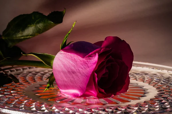 Rose Rouge Sur Plateau Cristal Avec Des Gouttelettes Eau Fleur — Photo