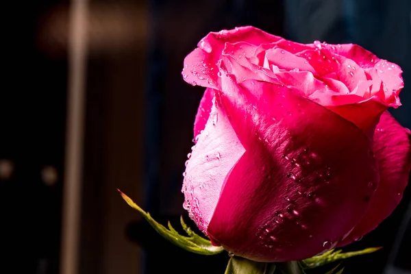 Rosa Roja Una Bandeja Cristal Con Gotitas Agua Flor Del —  Fotos de Stock