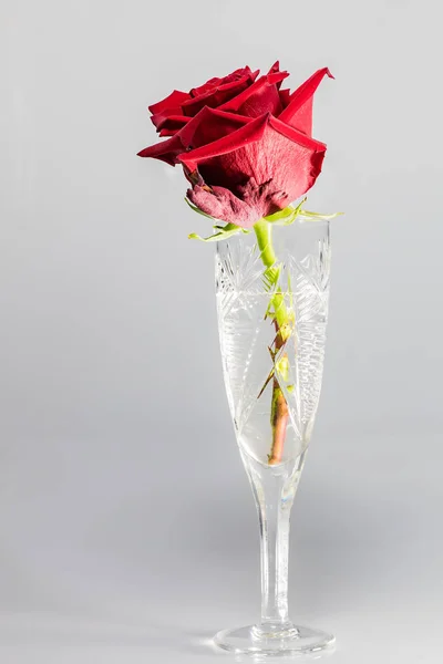 Rosa Flor Vaso Cristal Sobre Una Pierna Delgada Sobre Fondo —  Fotos de Stock