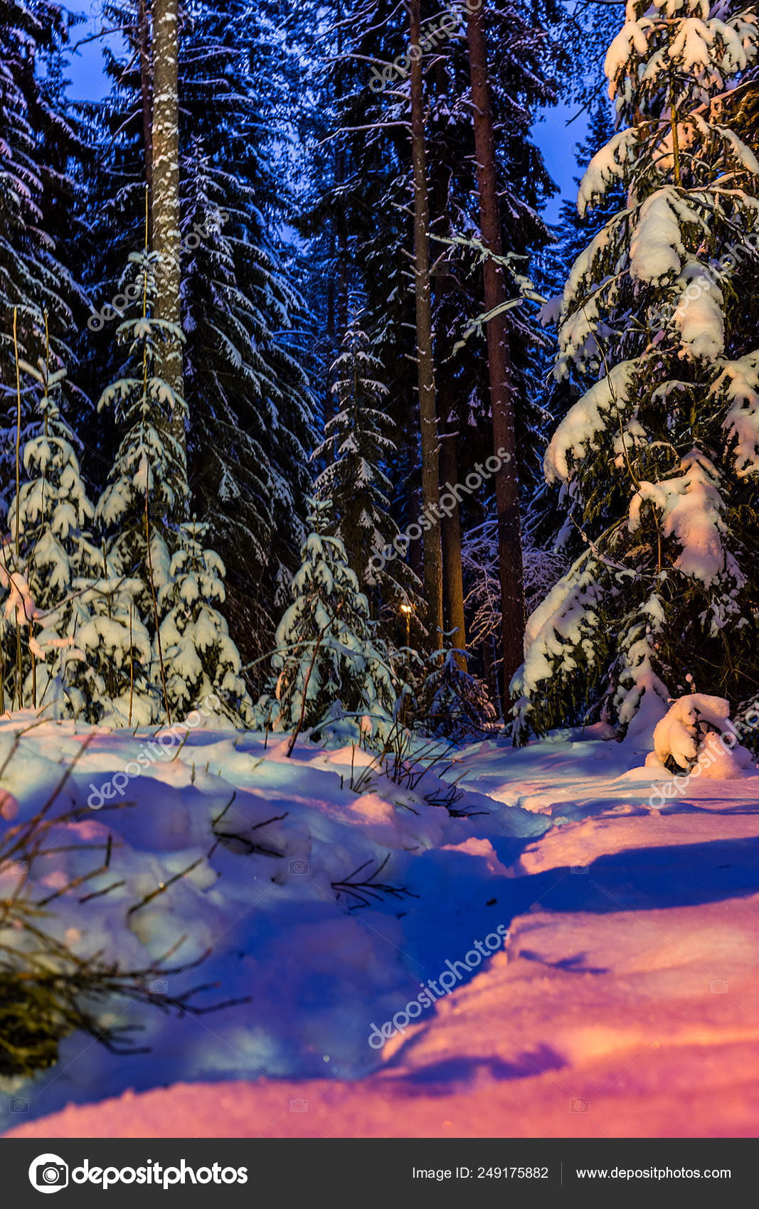 Forest Night Winter Winter Forest Russia Stock Photo Image By C Spphot
