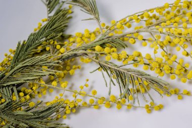 Mimoza fışkın. Sekizinci Mart günü çiçek.