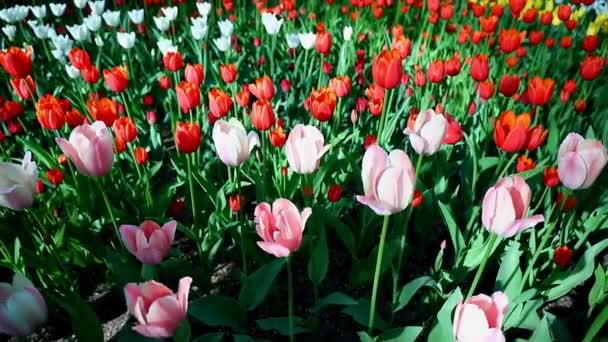 Tulpen Zentralen Park Der Kultur Und Des Restes Von Petersburg — Stockvideo