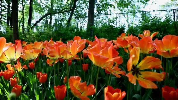 Tulipanes Parque Central Cultura Descanso San Petersburgo — Vídeos de Stock