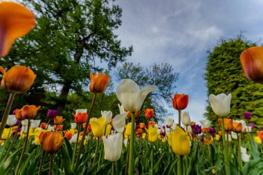 Kültür ve St Petersburg dinlenme Central Park laleler.