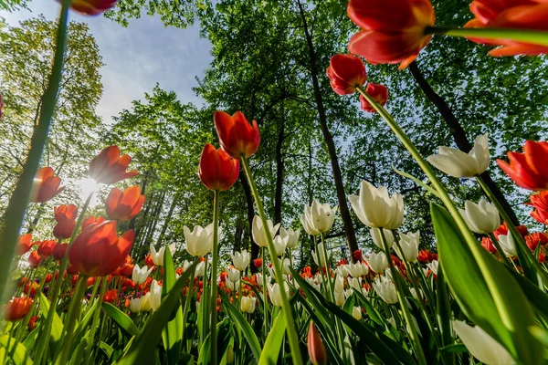 Tulips in the Central Park of culture and rest of St. Petersburg.