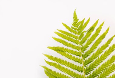 Beyaz arka plan üzerine eğrelti otu dalı. İzole bir arka plan üzerinde çok güzel yeşil eğrelti otu dalı.