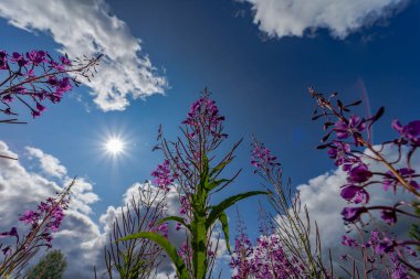 Yaban çiçekleri ve arılar ile güzel bir alan. Ivan-çay yaz aylarında çayır büyür.