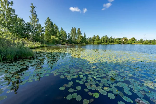 美丽的风景 树林湖 水上百合花和木制走道 俄罗斯的美丽自然 — 图库照片