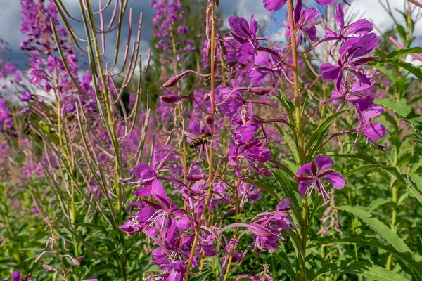 Belo Campo Com Flores Silvestres Abelhas Ivan Chá Cresce Prado — Fotografia de Stock