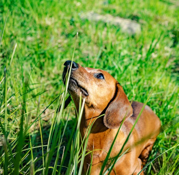 Câine Rasa Dachshund Rulează Jurul Valorii Pajiște Iarbă Frumoasă Soare — Fotografie, imagine de stoc