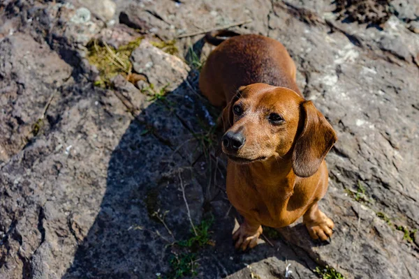 Câine Rasa Dachshund Rulează Jurul Valorii Pajiște Iarbă Frumoasă Soare — Fotografie de stoc gratuită