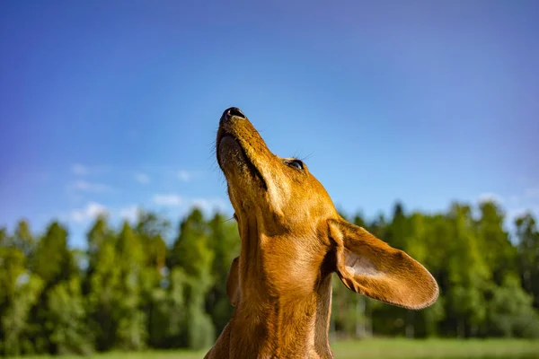 Cría Perros Dachshund Corriendo Por Prado Hermosa Hierba Sol Brillante — Foto de Stock