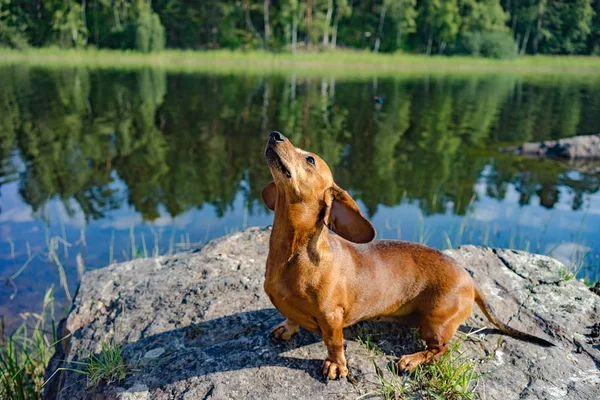 Câine Rasa Dachshund Rulează Jurul Valorii Pajiște Iarbă Frumoasă Soare — Fotografie, imagine de stoc