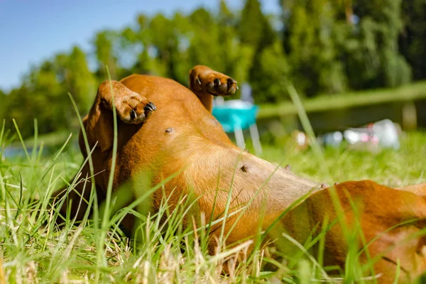 Cría Perros Dachshund Corriendo Por Prado Hermosa Hierba Sol Brillante — Foto de Stock