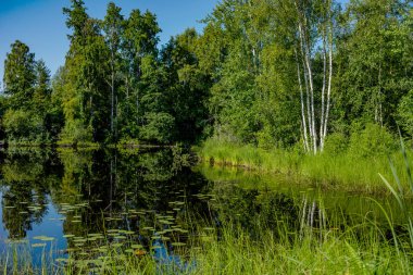 Rus doğasının hoş manzarası. Bulutlar gölde, kıyılarda yeşil ağaçlar ve beyaz huş ağaçları yansıyor..